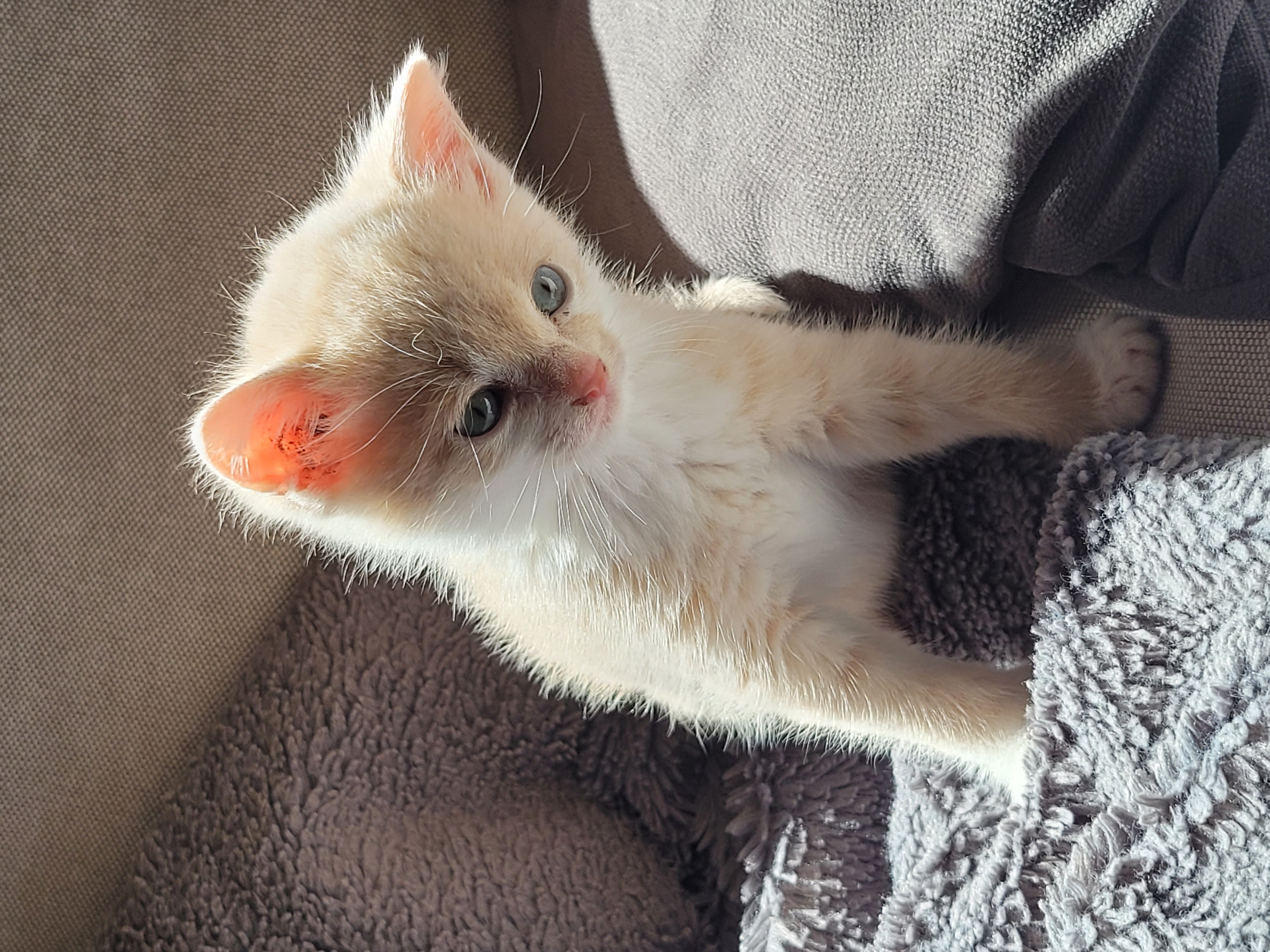 Chat accueilli en consultation au cabinet vétérinaire de Stoumont